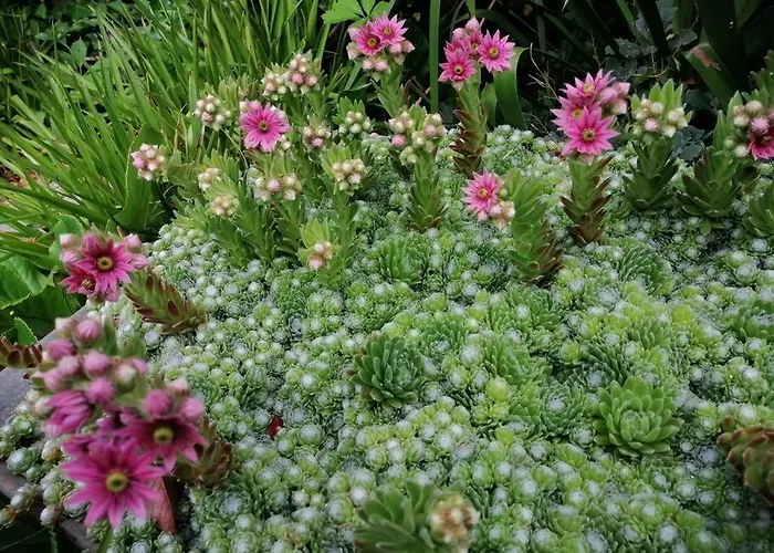 Le Jardin Renard-clos Sur Loir In The Loir&loire Valleys Hébergement de vacances La Chapelle-aux-Choux